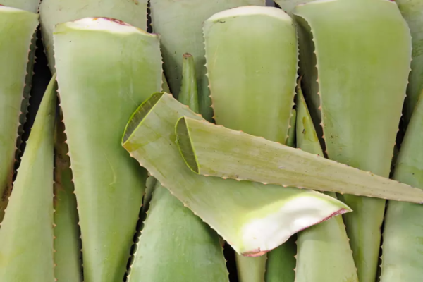 ALOE_VERA_resized_660x440 Aloe Vera