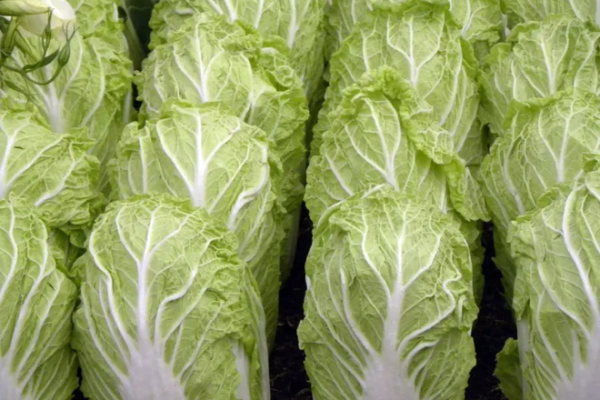 chou-chinois_cropped_centered_660x440 Choux chinois